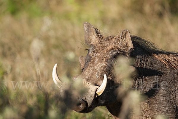 Warzenschwein (Phacochoerus africanus)