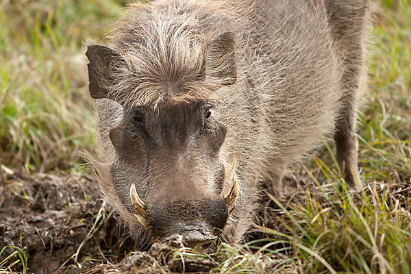 Warzenschwein (Phacochoerus africanus)