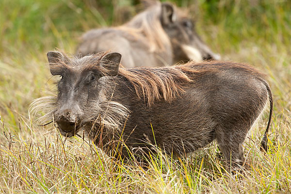 Warzenschwein (Phacochoerus africanus)