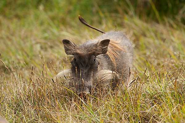 Warzenschwein (Phacochoerus africanus)