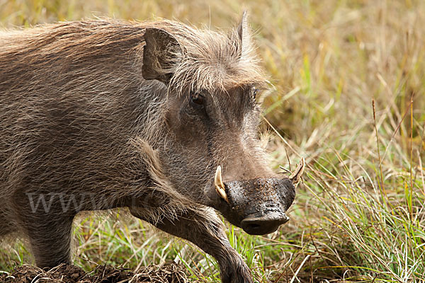 Warzenschwein (Phacochoerus africanus)