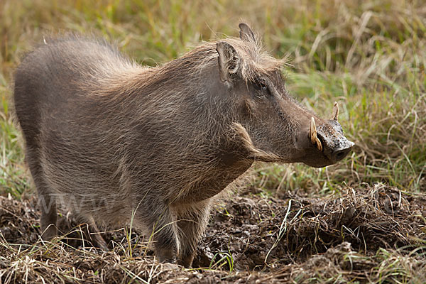 Warzenschwein (Phacochoerus africanus)