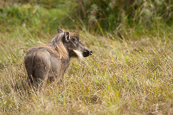 Warzenschwein (Phacochoerus africanus)