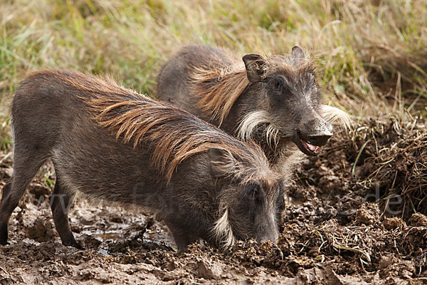 Warzenschwein (Phacochoerus africanus)