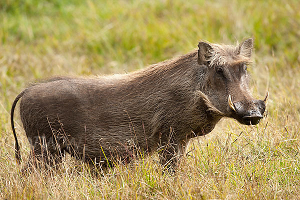 Warzenschwein (Phacochoerus africanus)