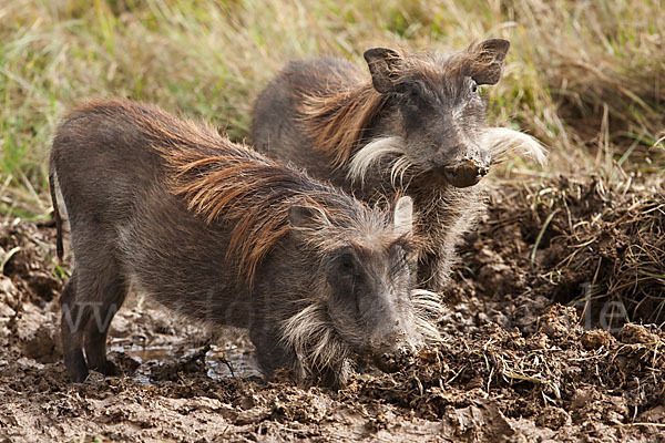 Warzenschwein (Phacochoerus africanus)