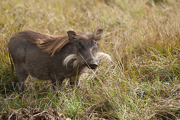 Warzenschwein (Phacochoerus africanus)