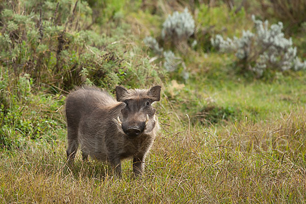 Warzenschwein (Phacochoerus africanus)