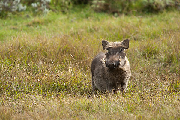 Warzenschwein (Phacochoerus africanus)