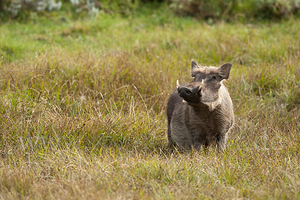 Warzenschwein (Phacochoerus africanus)