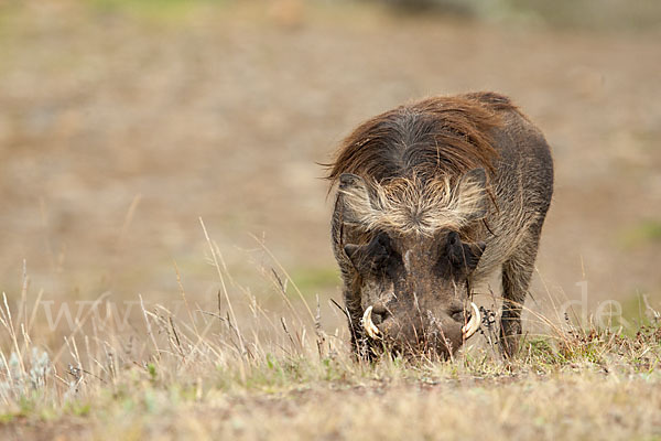 Warzenschwein (Phacochoerus africanus)