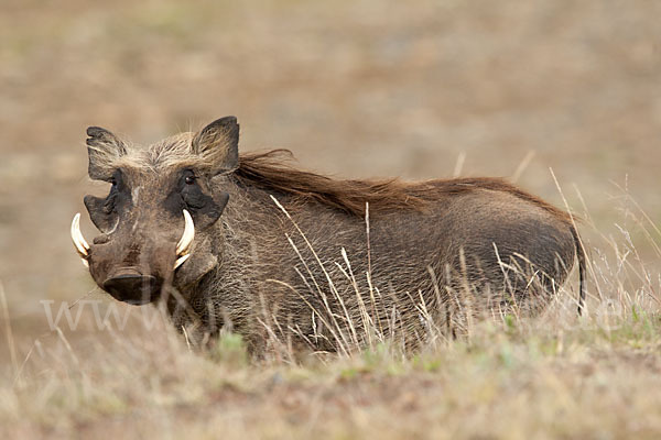 Warzenschwein (Phacochoerus africanus)