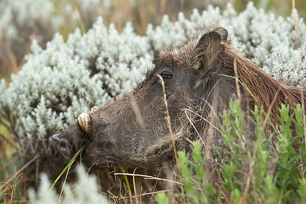 Warzenschwein (Phacochoerus africanus)