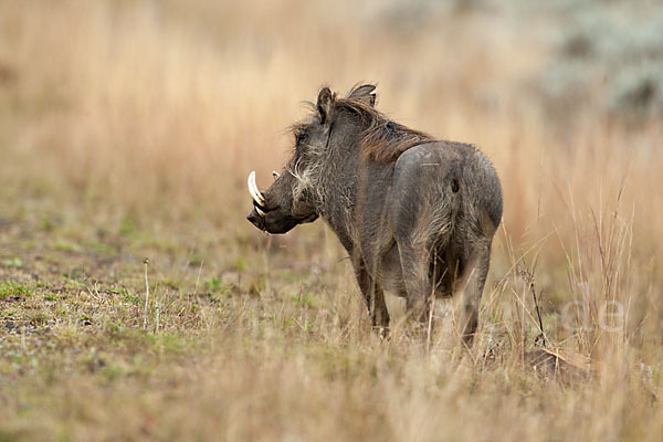 Warzenschwein (Phacochoerus africanus)