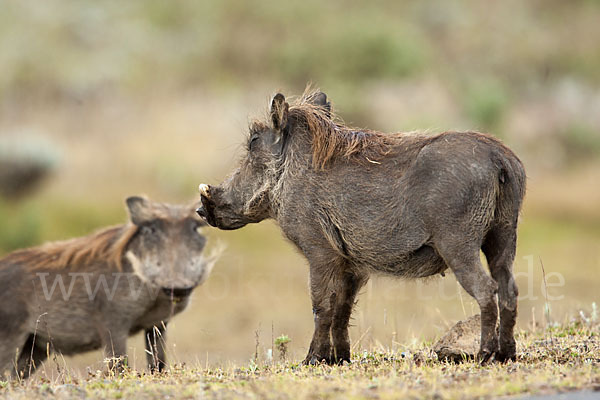 Warzenschwein (Phacochoerus africanus)