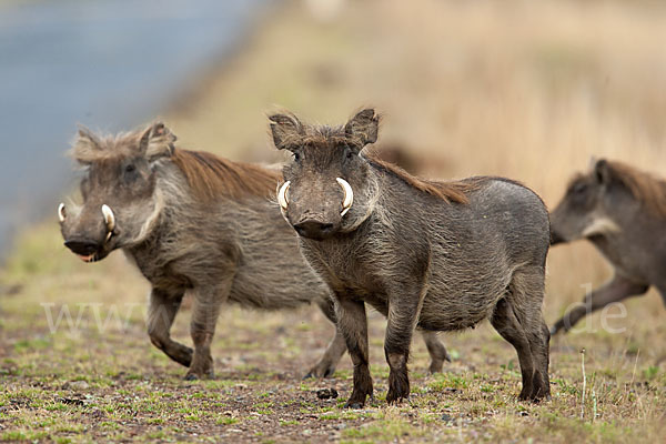 Warzenschwein (Phacochoerus africanus)