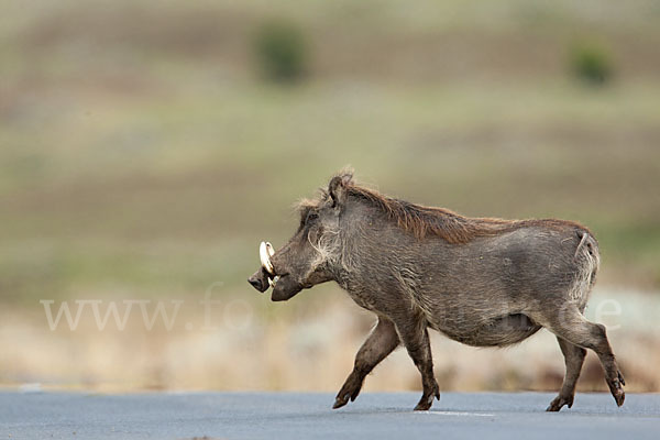 Warzenschwein (Phacochoerus africanus)