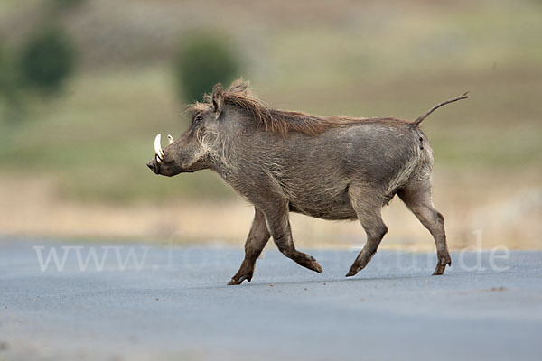 Warzenschwein (Phacochoerus africanus)