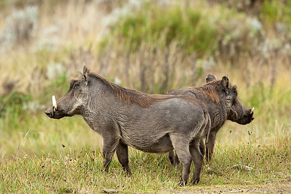 Warzenschwein (Phacochoerus africanus)