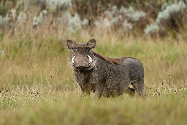 Warzenschwein (Phacochoerus africanus)