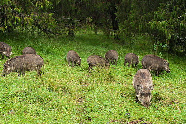 Warzenschwein (Phacochoerus africanus)