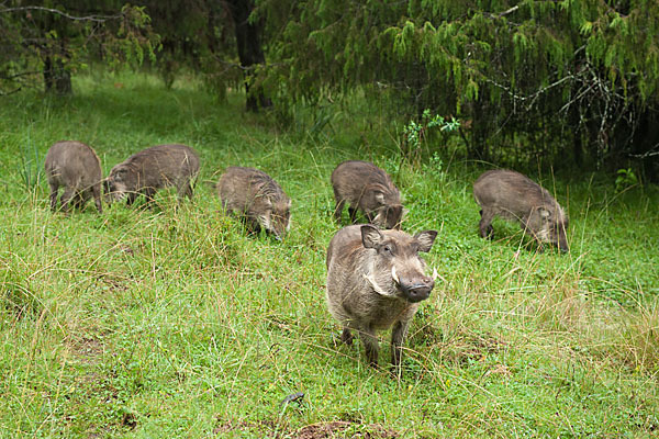 Warzenschwein (Phacochoerus africanus)