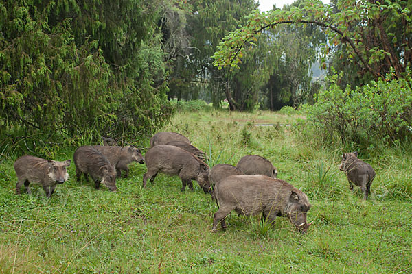 Warzenschwein (Phacochoerus africanus)