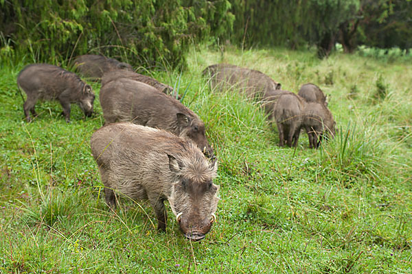 Warzenschwein (Phacochoerus africanus)