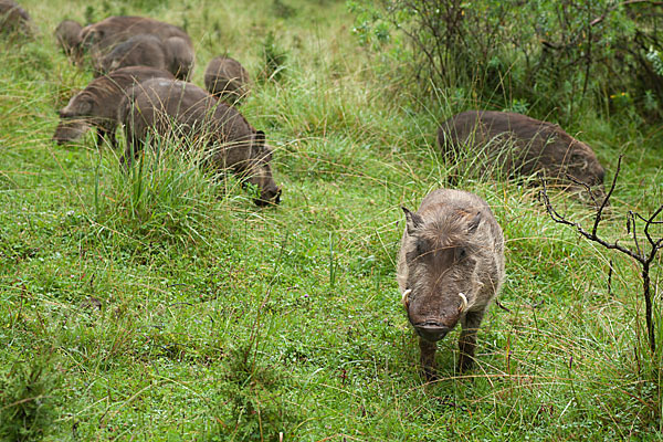 Warzenschwein (Phacochoerus africanus)