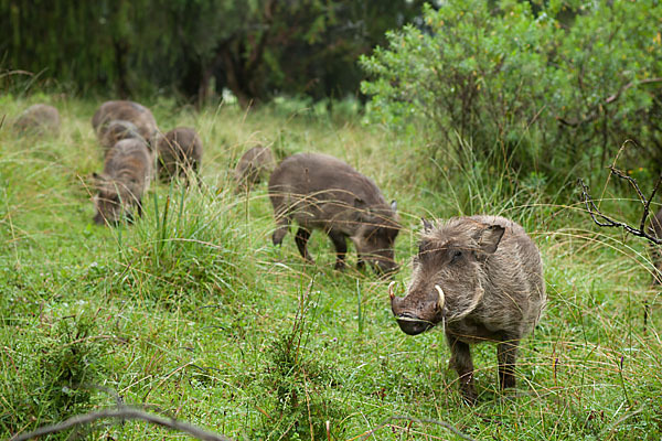 Warzenschwein (Phacochoerus africanus)