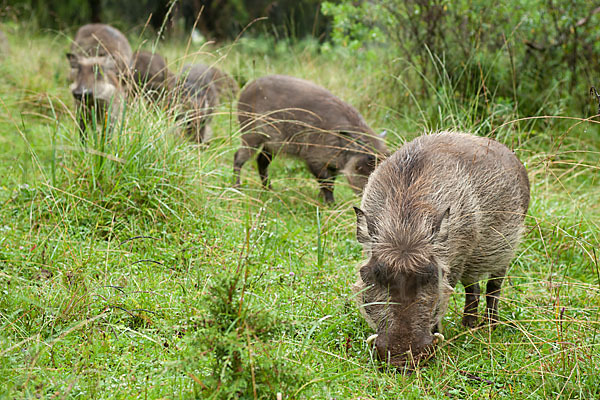 Warzenschwein (Phacochoerus africanus)