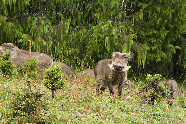 Warzenschwein (Phacochoerus africanus)