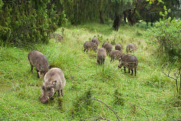 Warzenschwein (Phacochoerus africanus)