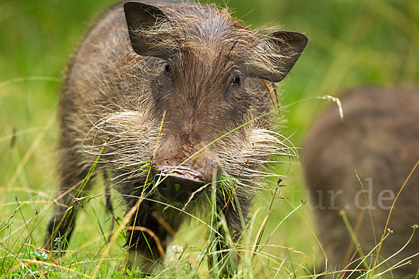 Warzenschwein (Phacochoerus africanus)