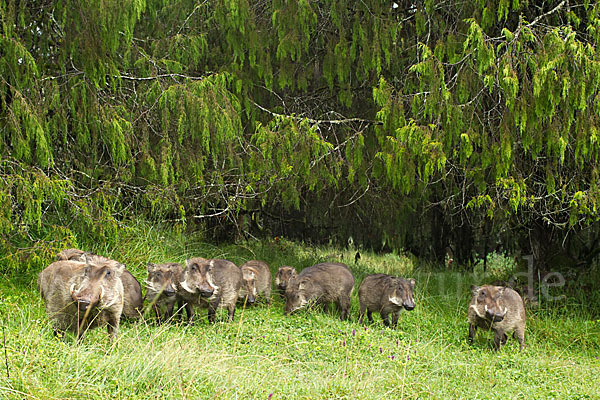 Warzenschwein (Phacochoerus africanus)