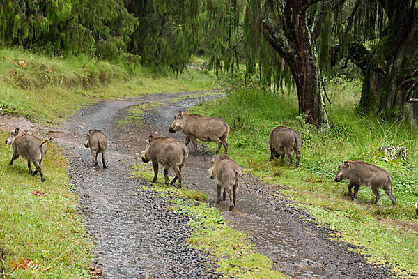 Warzenschwein (Phacochoerus africanus)