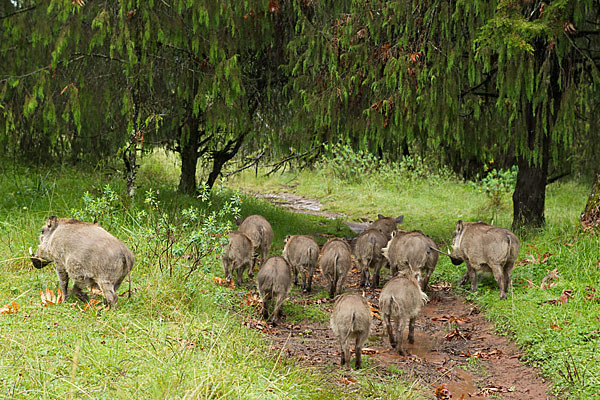 Warzenschwein (Phacochoerus africanus)