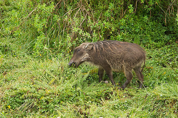 Warzenschwein (Phacochoerus africanus)