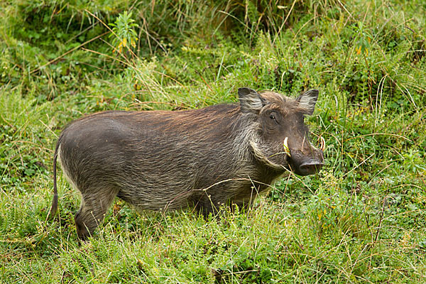 Warzenschwein (Phacochoerus africanus)