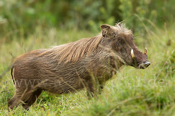 Warzenschwein (Phacochoerus africanus)