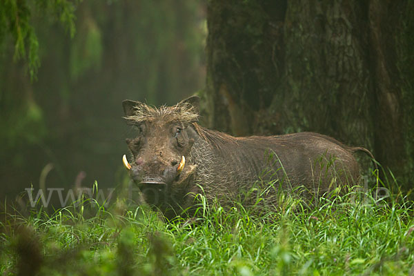 Warzenschwein (Phacochoerus africanus)