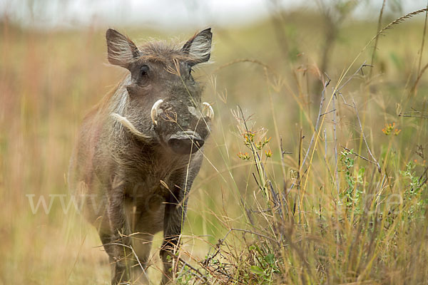 Warzenschwein (Phacochoerus africanus)