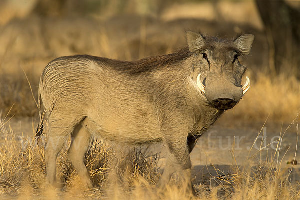 Warzenschwein (Phacochoerus africanus)