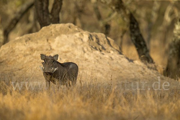 Warzenschwein (Phacochoerus africanus)