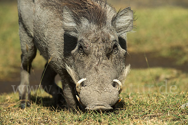 Warzenschwein (Phacochoerus africanus)