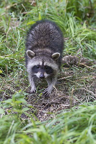 Waschbär (Procyon lotor)