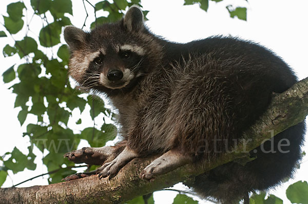 Waschbär (Procyon lotor)