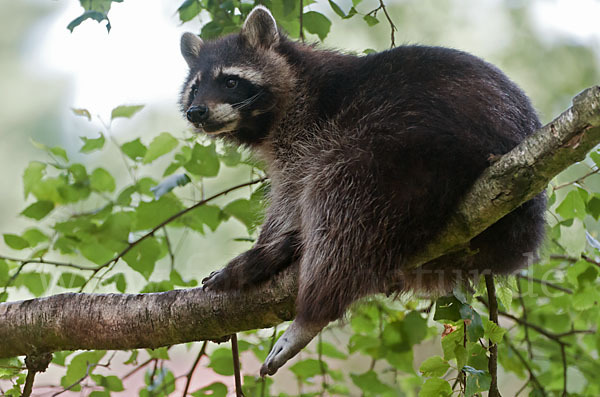 Waschbär (Procyon lotor)