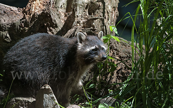 Waschbär (Procyon lotor)