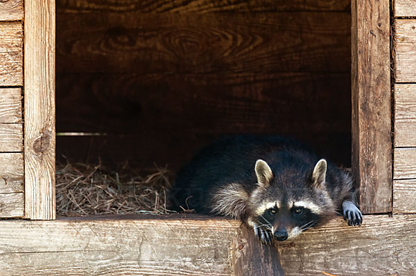 Waschbär (Procyon lotor)